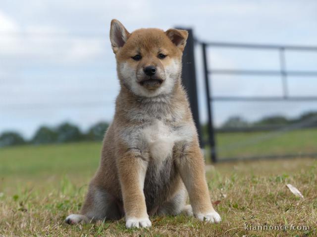 Chiots Shiba Inu femelle/mâle disponibles de suite