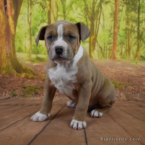 adorable chiot american staffordshire terrier 