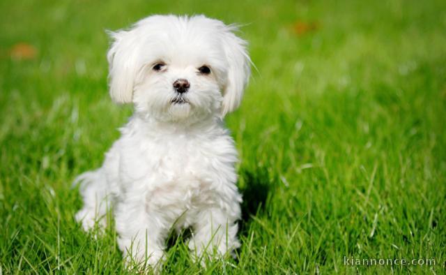 chiot bichon maltais a donner