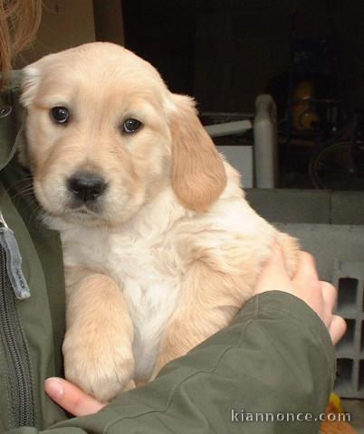 adorables chiots golden a donner