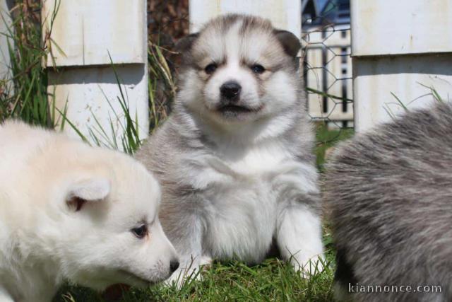 chiot pomsky a donner