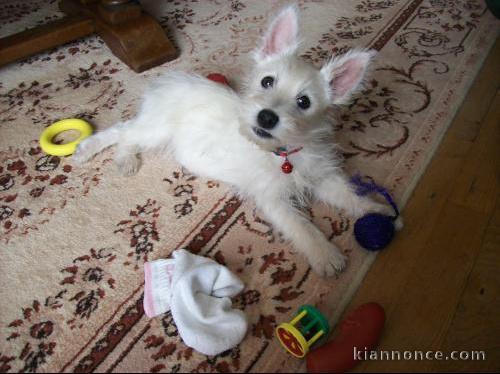 adorables chiots westie a donner