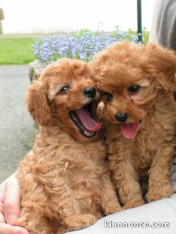 adorable caniche a donner