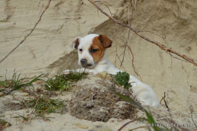 Chiots Jack Russel femelle a donner
