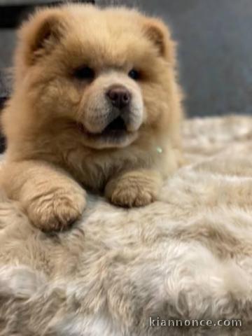 PEKINOIS MAL & FEMELLE DISPONIBLE DE SUITE 