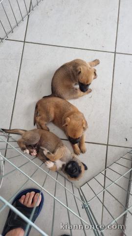 Chiots berger Malinois