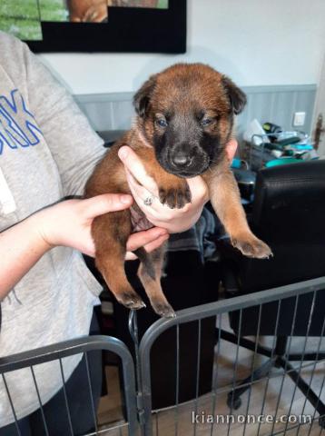 Magnifique et adorable chiot berger belge