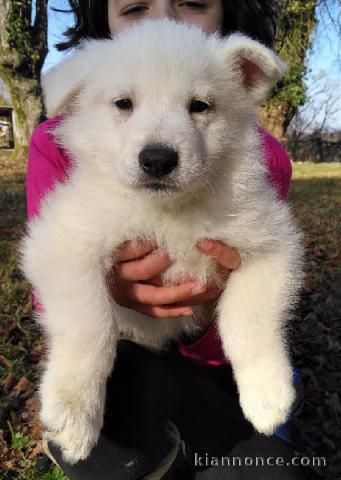 Magnifique et adorable chiot berger blanc suisse