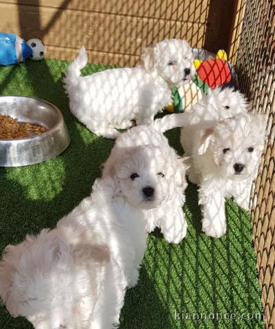 Donne chiot bichon maltais femelle