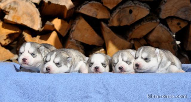 Je donnes mes magnifiques Chiots Siberian Husky 