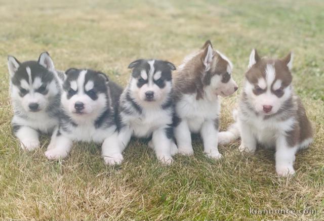 Chiots Husky de Sibérie A donner contre bon soin