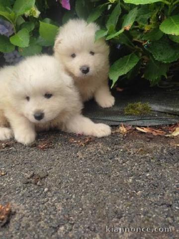 Chiots type  Samoyède LOF