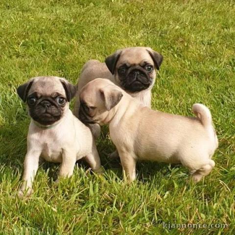 chiots carlin Superbe adorable