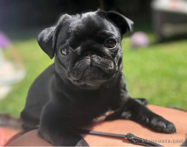 chiots carlin Superbe adorable