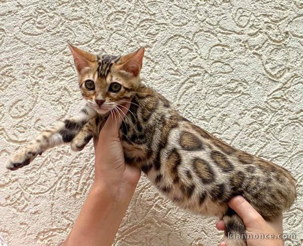 Magnifique chaton bengal