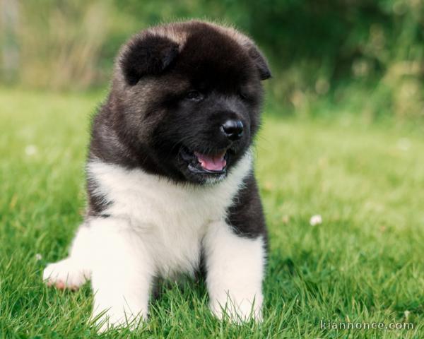adorables chiots akita inu a donner