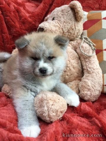 Magnifique et adorable chiot akita inu