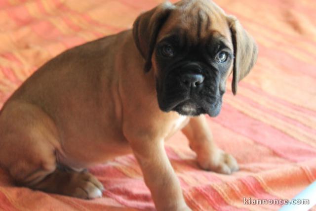 Magnifique et adorable chiot boxer