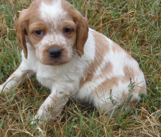Magnifique et adorable chiot epagneul breton 