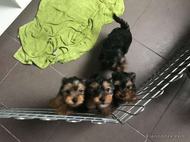 chiots yorkshire pour famille