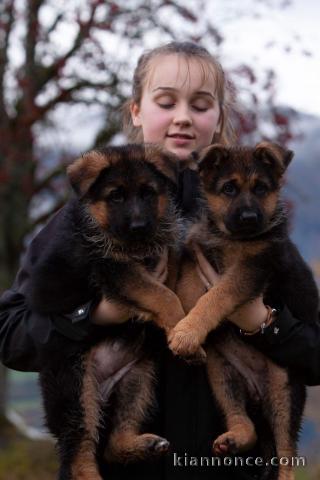  Chiots berger allemand disponible de suite