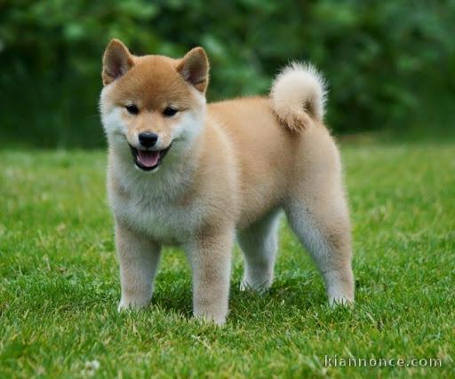 chiots shiba inu a donner