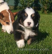 berger australiens en don