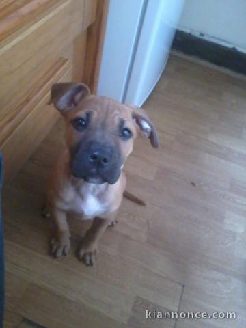 chiot staffordshire a donner
