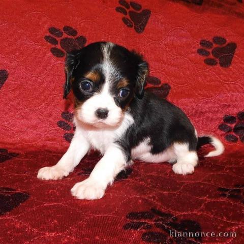 Adorables Chiots Cavalier King Charles Pure Race inscrits au lof