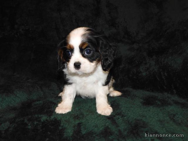 Adorables Chiots Cavalier King Charles Pure Race inscrits au lof