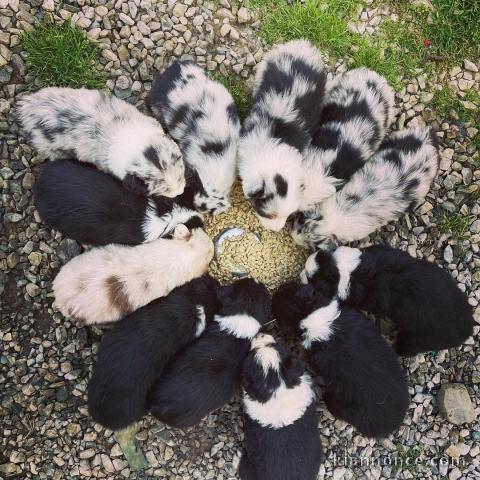 CHIOTS BERGER AUSTRALIEN POUR ADOPTION