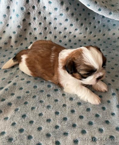 disponible de suite bb Shih Tzu.