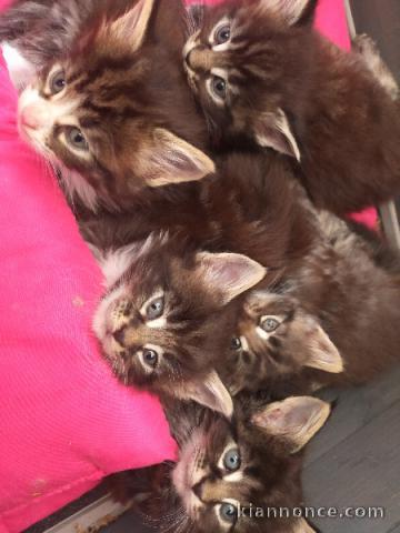 Ceder chatons Maine Coon loof
