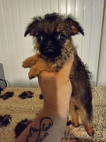 Chiots Griffon bruxellois POUR ADOPTION 