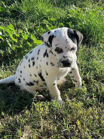 disponible de suite chiots dalmatien âgées de 3 mois