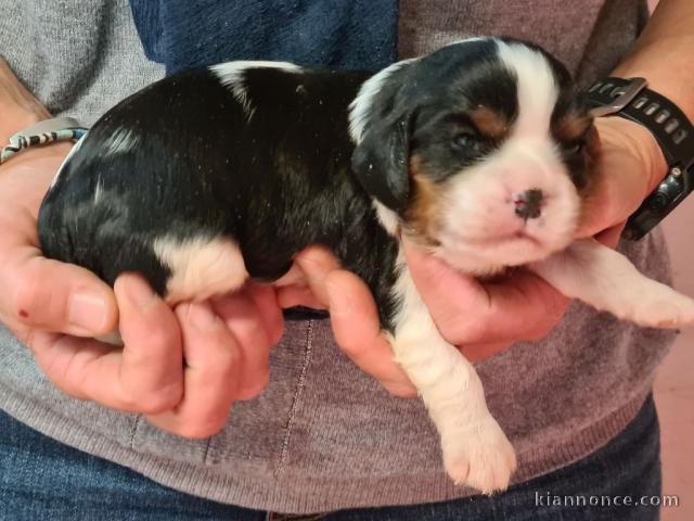 Chiots Cavalier King Charles A DONNER