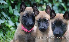 Chiots berger belge malinois