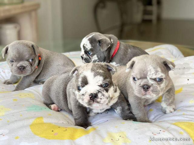 Chiots Bouledogue Français disponible de suite contacter moi 