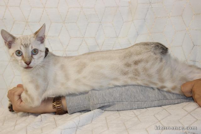 Je donne chatons bengal disponible de suite