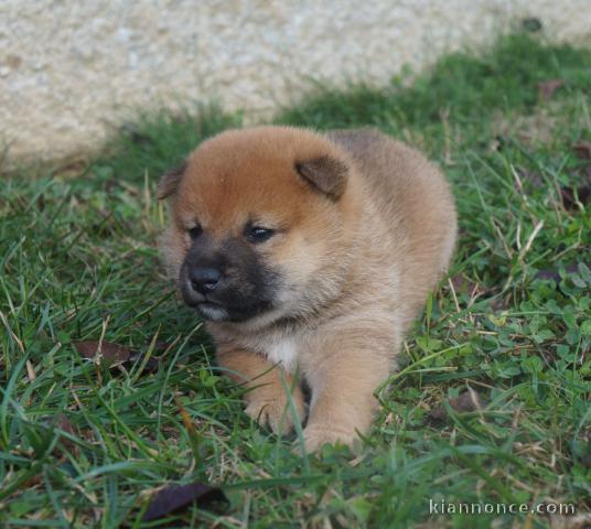 disponible Magnifiques portée de chiots Shiba
