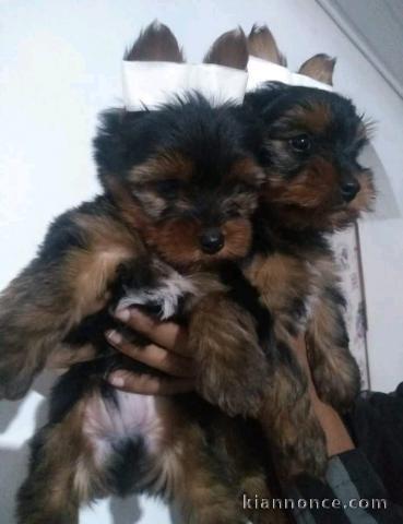 Adorable Yorkshire juste pour vous