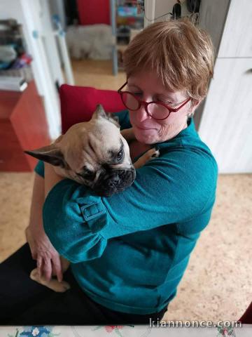 Chiots Bouledogue Français