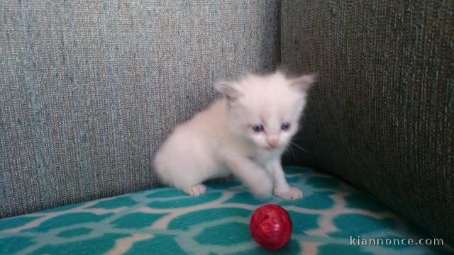 Magnifique chaton ragdoll LOOF