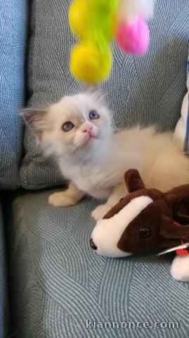 Superbe chaton Ragdoll disponible de suite 