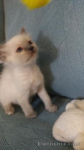 Magnifique chaton ragdoll LOOF