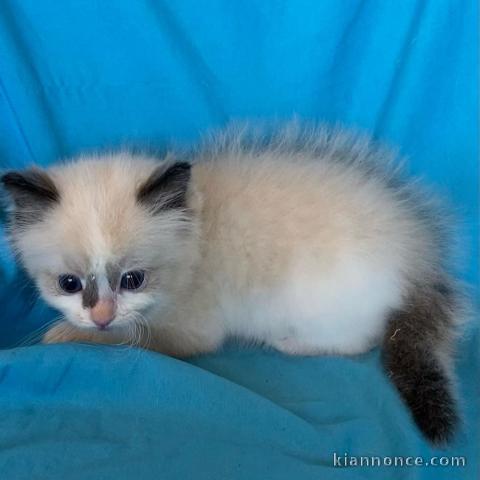Magnifique chaton ragdoll LOOF
