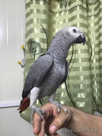 Bébé perroquet gris du Gabon a adopté