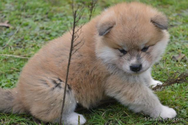 Donne chiot type Akita Inu