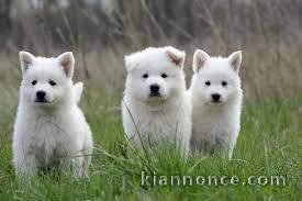 Donne chiot type Berger Blanc Suisse 