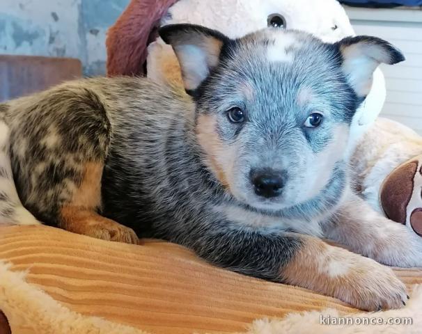 Donne chiot type Bouvier australien 